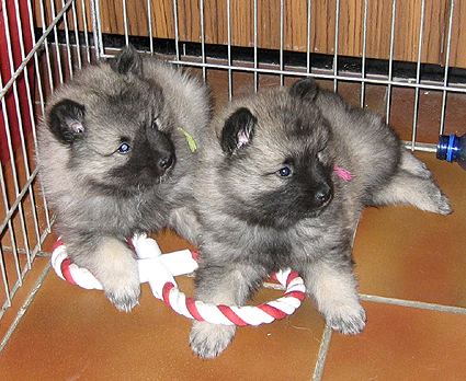 Bonny & Donatus